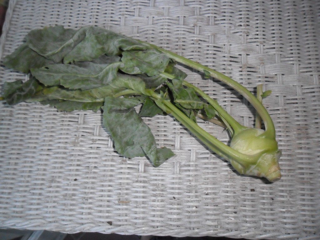 Alien Kohlrabi